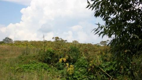 Найбільше борщівника Сосновського зафіксували на Турківщині