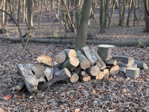 Охоронна компанія відшкодувала понад мільйон гривень за вирубку лісу на Львівщині