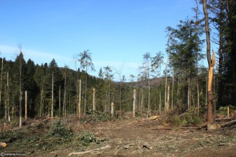 На Львівщині продовжують незаконно вирубувати ліси