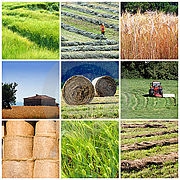 Львівщина посіла 11 місце за обсягом виробництва продукції сільського господарства у 2012 р.
