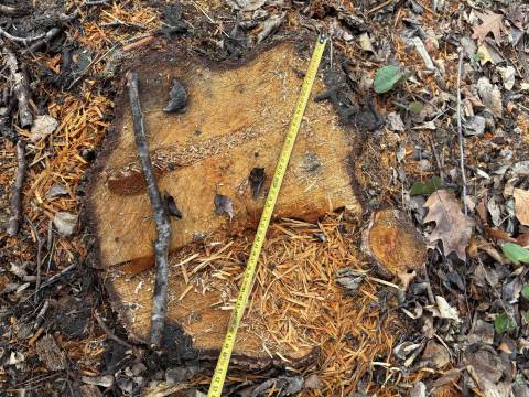На території Бібрської громади незаконно вирубали дерева на понад мільйон гривень