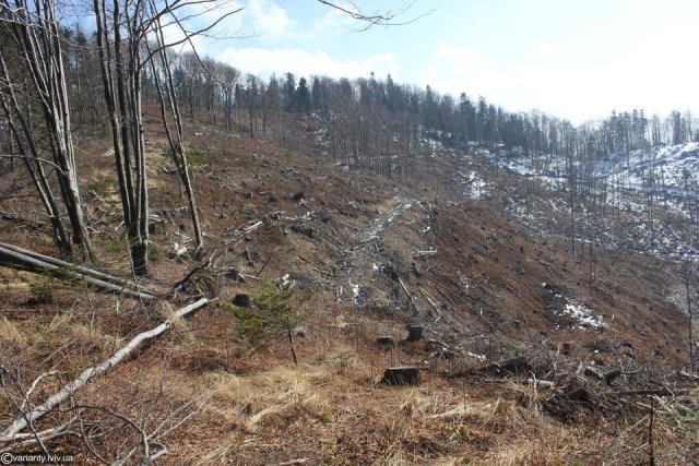 Посадовці Галсільлісу дозволили незаконно приватизувати 30 га лісу