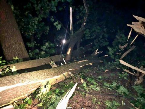 У Львові через негоду у парку загинули двоє людей