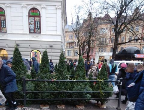 На Львівщині продали понад п'ять тисяч новорічних ялинок