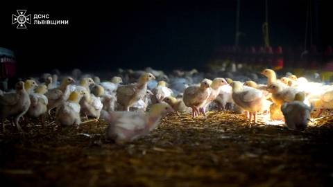 Поблизу Львова виникла пожежа на птахофермі