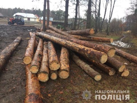 У Буському районі незаконно зрубали понад 200  дерев сосен та вільхи