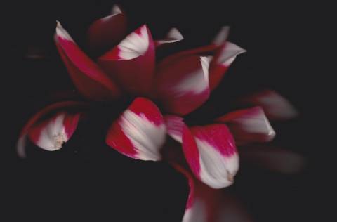 meerkur "ностальгія за рухом вперед" (2025)