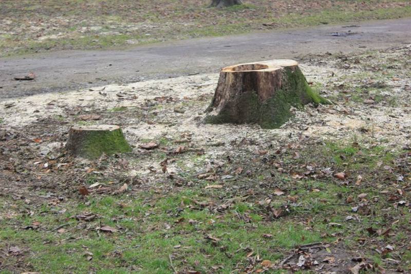 Львівська мерія вирубає 116 дерев