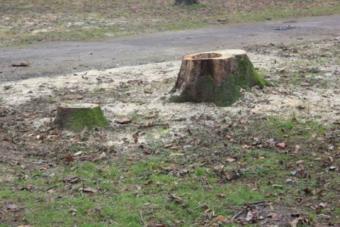 У Львові незаконно зрубали дерево