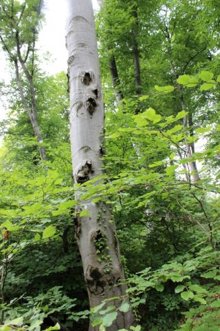 хворе та зламане негодою дерева