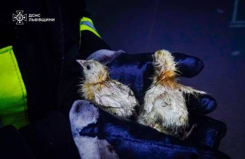 На Золочівщині виникла пожежа у пташнику з 23 тисячами курчат