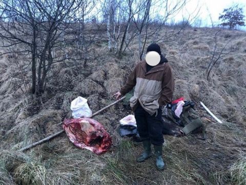 На Дрогобиччині браконьєр вбив лося, який занесний до Червоної Книги