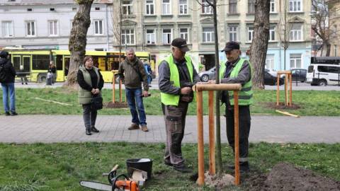 У Львові за кошти інвесторів до кінця року висадять 600 дерев і кущів
