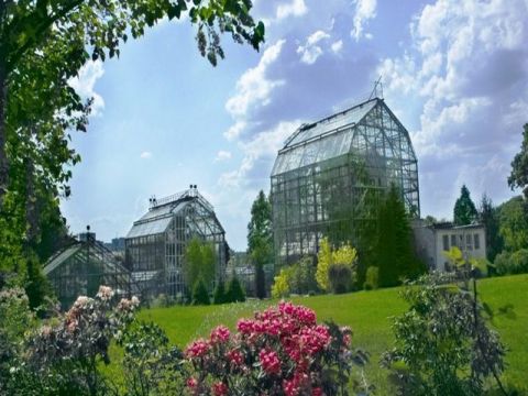 Львів'ян запрошують дивитися на цвітіння півоній у Ботанічному саду