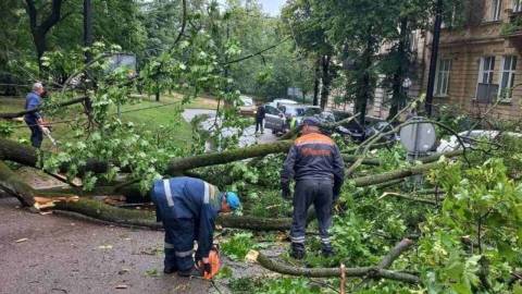 У Львові через грозу дерево впало на контактну мережу: тролейбуси змінили маршрути
