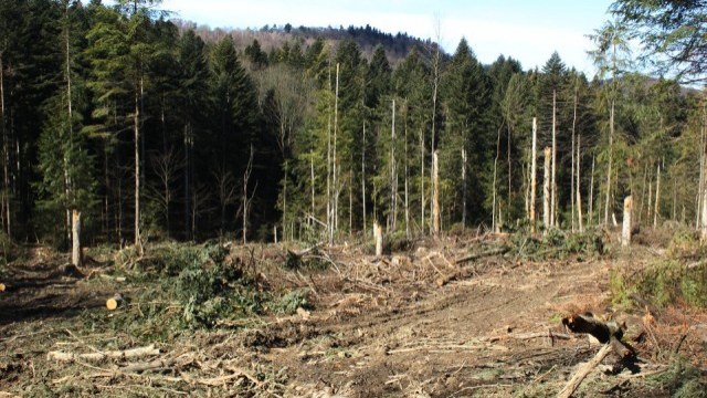 Екоінспекція зупинила самовільну вирубку дерев на Львівщині