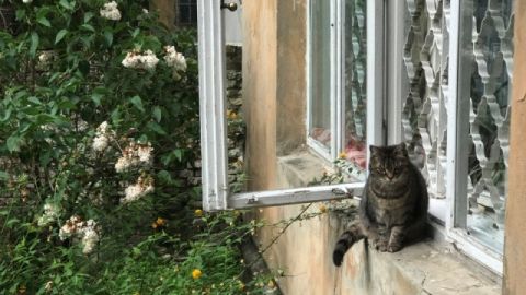 На Дрогобиччині зафіксували другий випадок сказу у домашньої кішки