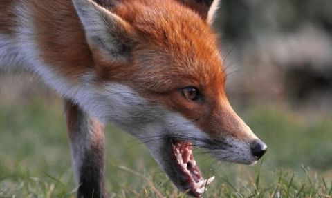 На території Яворівської ОТГ виявили хвору на сказ лисицю