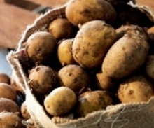 На Львівщині урожаю картоплі загрожують паразити