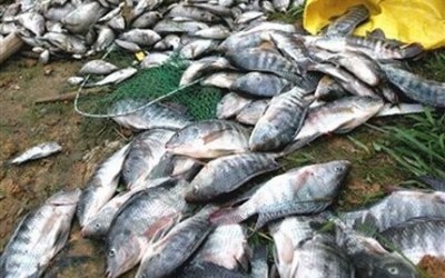 З 1 квітня по 10 червня діє заборона на вилов риби