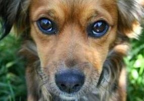 Львівська міськрада виділить півмільйона гривень на будівництво притулку для бездомних собак