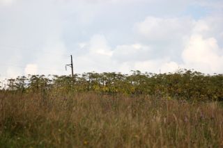 Висота борщівника на Турківщині, масштаби розростання