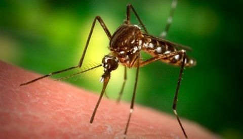 Житель Львівщини захворів на тропічну малярію