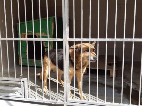 На території Яворівської ОТГ запровадили карантин через сказ у собаки