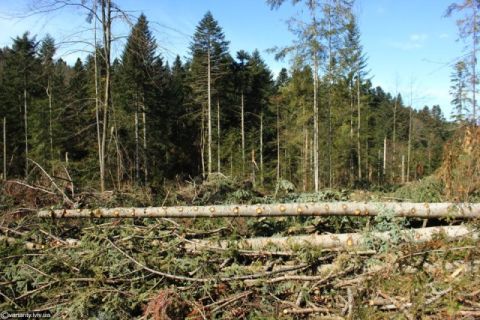 Керівництво військового лісгоспу на Львівщині викрили у вирубці лісу на п'ять мільйонів гривень