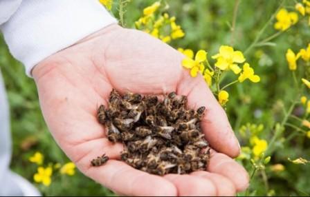 У Буському районі масово загинули льотні бджоли