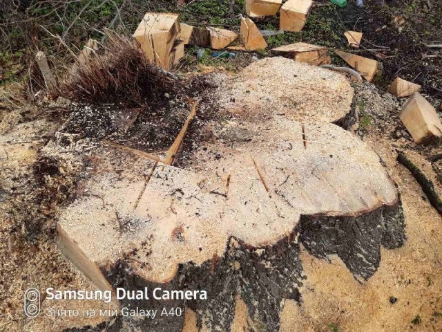 У Львівському районі незаконно вирубали понад 100 дерев
