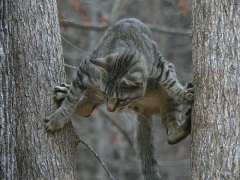 Львівські надзвичайними врятувати тваринку