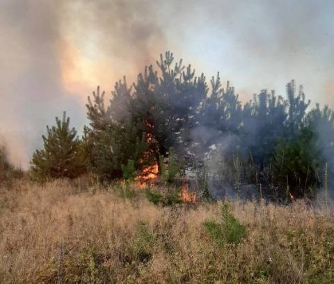 За добу на Львівщині зафіксували шість пожеж сухостою