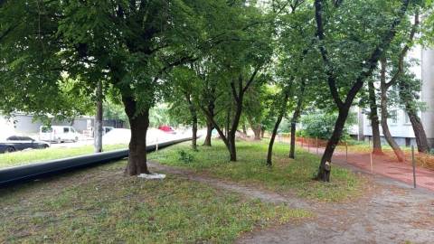 У Львові під час реконструкції вулиці Мазепи зрубають понад 30 дерев