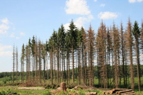 В українських лісах заборонили вирубки дерев