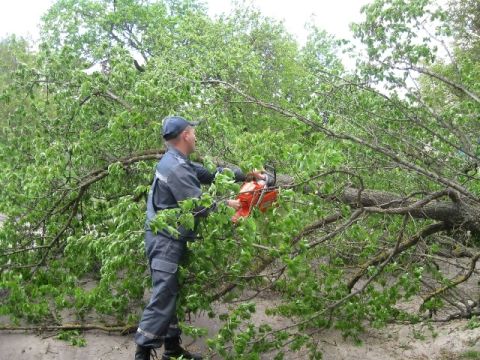 У Львові негода повалила 8 дерев
