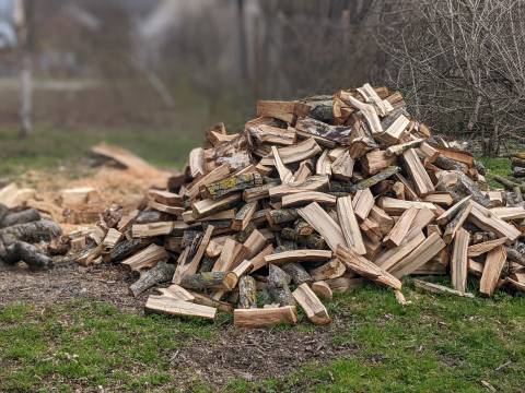 В Україні розслідують майже 600 справ щодо незаконної вирубки лісів