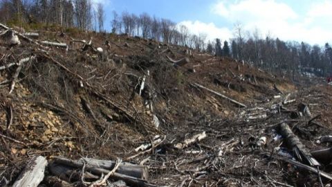 На Турківщині судили чоловіків, які незаконно вирубували дерева заповідного фонду