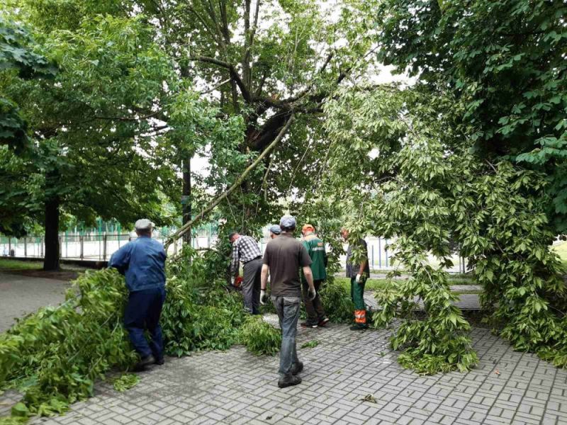 Негода у Львові повалила майже 120 дерев