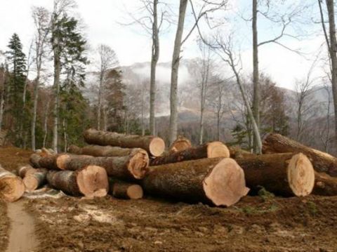 Посадовця лісгоспу Львівщини оштрафували на 4000 гривень за незаконні вирубки лісу
