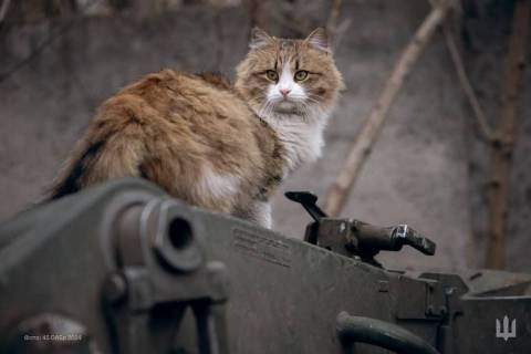 Генштаб ЗСУ оприлюднив втрати росіян на 15 серпня