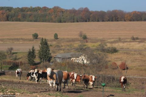 Львівщина знаходиться на другому місці серед областей з найбільшою кількістю копитних