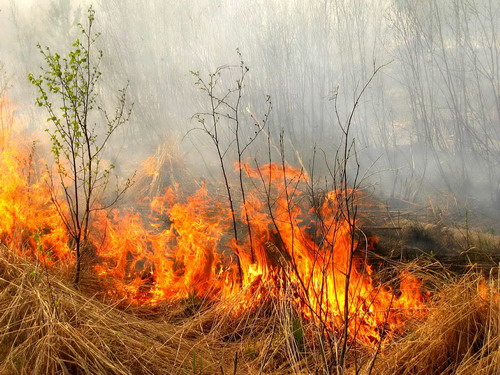 На Львівщині за спалювання сухостою оштрафували 47 правопорушників на 8,2 тис грн