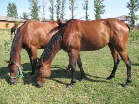 Дільничний інспектор вбитий у Радехівському районі Львівської області