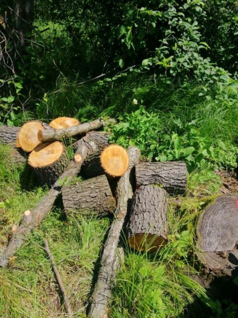 На Стрийщині вирубали дерева на понад три мільйона гривень