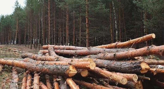 Дейнека очолив Західне міжрегіональне управління лісового та мисливського господарства