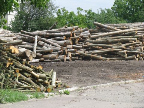 У Дрогобицькому лісництві незаконно зрубали дерева на майже чотири мільйони гривень