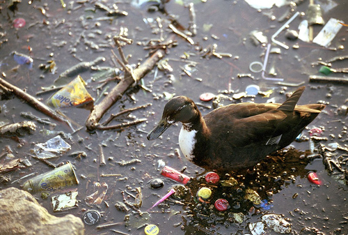 У Львові експерти визначили найбільш забруднені водойми