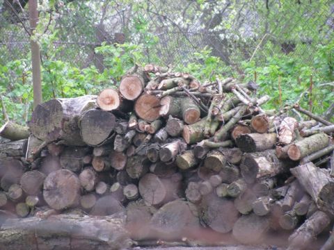 На Старосамбірщині біля лісопилки виявили нечіповані колоди дерев