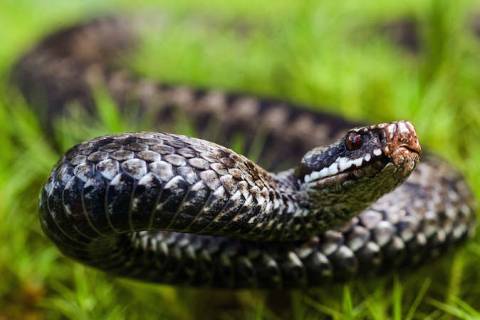 На Львівщині троє осіб постраждали від укусів змій за добу: серед них 9-річна дівчинка